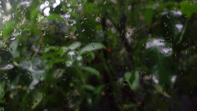 Drops of rainwater on the window glass against the background of wet green leaves. Raindrops are falling on the green leaves of java apple tree.