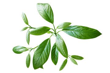 Green leaves branch isolated on white. Avocado leaves