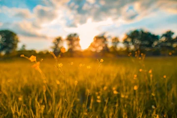 Foto op Plexiglas Het abstracte landschap van het zonsonderganggebied van gele bloemen en grasweide op warme gouden uurzonsondergang of zonsopgangtijd. Rustige lente zomer natuur close-up en wazig bos achtergrond. Idyllische natuur © icemanphotos