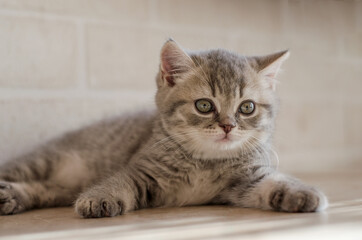 Portrait of a small gray tabby British kitten on a light background. Close-up, blurry background, high key.