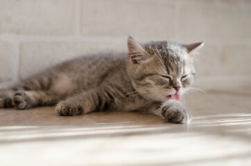 A cute gray British kitten lies on a light background and licks its paw with its tongue. Close-up, blurry background, high key.