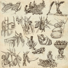 Cocoa harvesting and processing. Agriculture. An hand drawn illustrations on old paper.