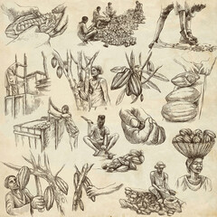 Obraz premium Cocoa harvesting and processing. Agriculture. An hand drawn illustrations on old paper.