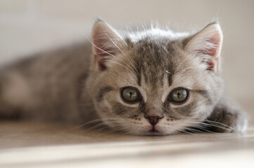 A cute grey tabby British kitten lies on a light background and looks at the camera. Close-up, blurry background, high key.