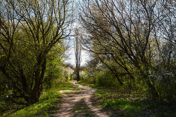 Fototapeta na wymiar A dirt road in the forest and blooming bushes in Poland