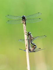 Dragonflies mating on a reed stalk
