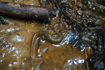 salamander among twigs
