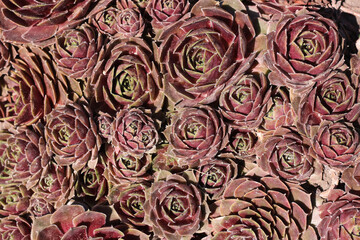 Succulents natural background. Top view in warm red vintage colors. Stone rose, succulent
