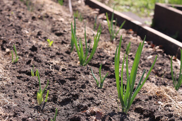 Young onions in the garden. Onions germinate in early spring