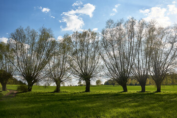 Willows growing along a road on a sunny spring day