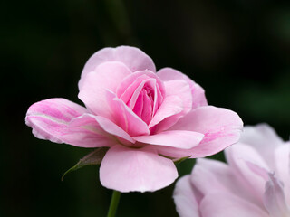 Pink of Damask Rose flower on dark background.