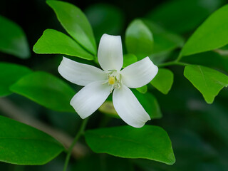Fototapeta premium The flower of Orange Jessamine tree.