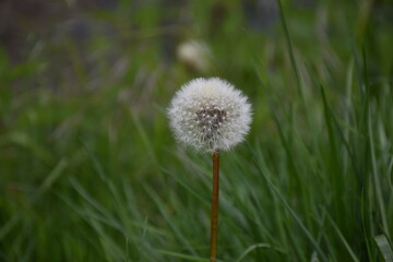 Pusteblume 