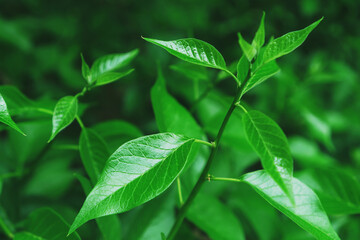 Juicy green foliage of young plants in the forest.
