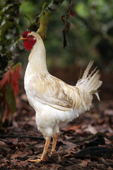 gallo de granja blanco con cresta roja, ave, gallo de campo, gallo grande,