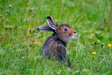 rabbit