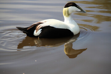 A close up of an Eider Duck on the water