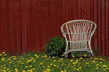 An old abandoned rattan chair with a lot of dandelions 