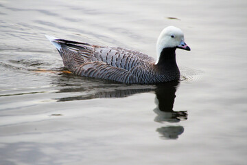 A close up of an Emporer Goose