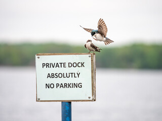 Two tree swallows play the matting game on a no parking sign in early spring with a lake in the background