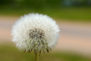 Dandelion close-up with green blurred background