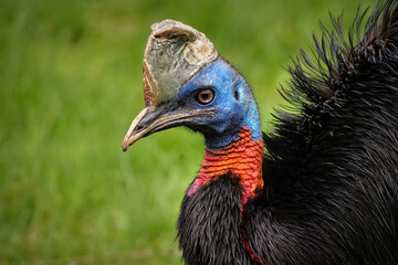 Kasuar: Portrait vom Rothalskasuar, casuarius unappendiculatus, mit grünem hintergrund