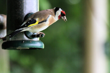 A Goldfinch on a bird feeder