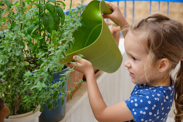 Little girl waters homegrown greenery with a green garden watering can at balcony. Child helps parents to take care about homegrown plants © Philipp Berezhnoy