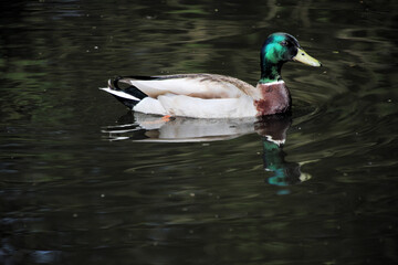 Fototapeta premium A close up of a Mallard Duck
