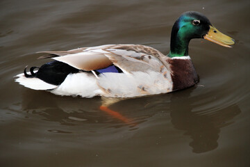 A close up of a Mallard Duck