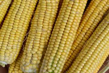 Lots of corn cobs freshly harvested. Young corn on the cob.