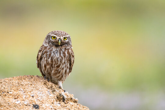 Little owl Athene noctua hides in the rocks and looks forward
