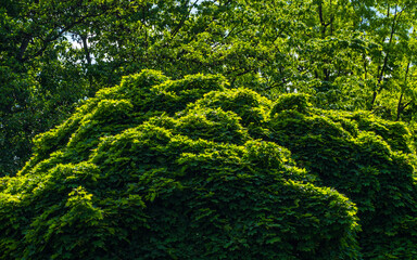 Spring sketch: sunlit lush green crown of tree, green trees in background