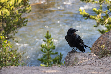 Raven sitting on rock with stream in background