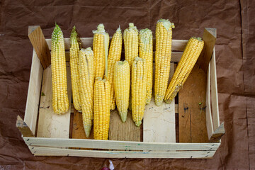 Lots of corn cobs freshly harvested. Young corn on the cob.