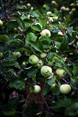 Green apples on a branch. Apple tree strewn with apples. - 436734445