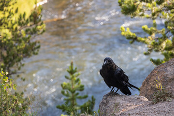 Raven sitting on rock with stream in background