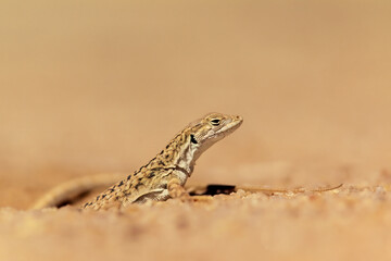 Namaqua sand lizard on sand © Nico Smit/Wirestock