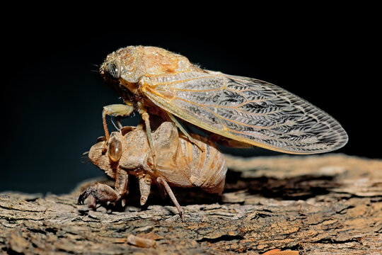 Cicada Shedding Its Exoskeleton