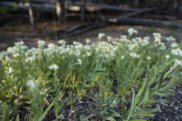 White wildflowers close-up