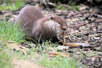 A close up of an Otter