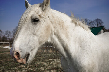 white thoroughbred horse in the paddock, spring day