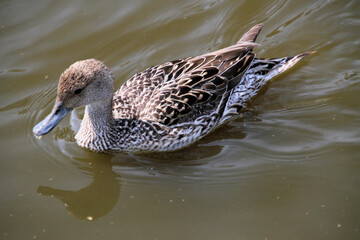A Pintail on the water