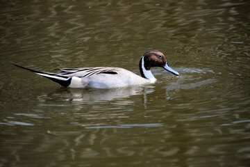 A Pintail on the water