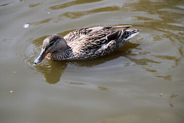 duck on the water