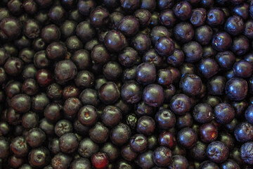 Chokeberry berries. Aronia berries. Chokeberry, aronia background fruit. Fruits. Berry. Freshly picked ripe berries. Aronia melanocarpa or black chokeberry background. Close up. Macro.
