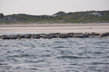 Fototapeta premium Kegelrobben