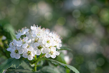 hawthorn flowers on a dark green background with bokeh. Spring background with white flowers and  copy space