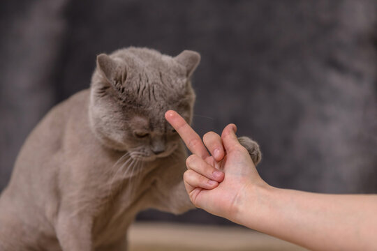 A man shows the middle finger of his hand to a pet. The cat put its paw on the owner's hand.