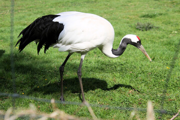 A close up of a Red Crowned Crane